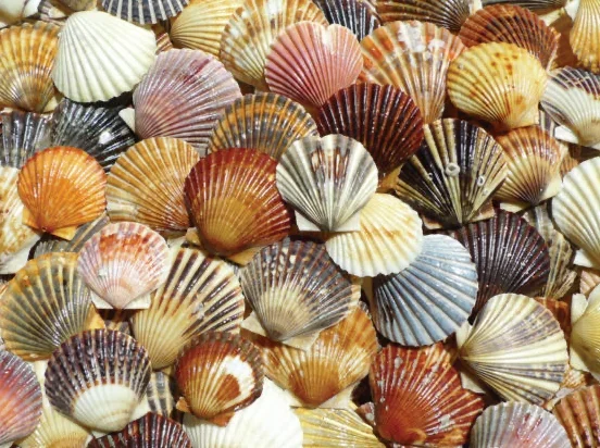 Puzzle – Bay Scallop Beauties