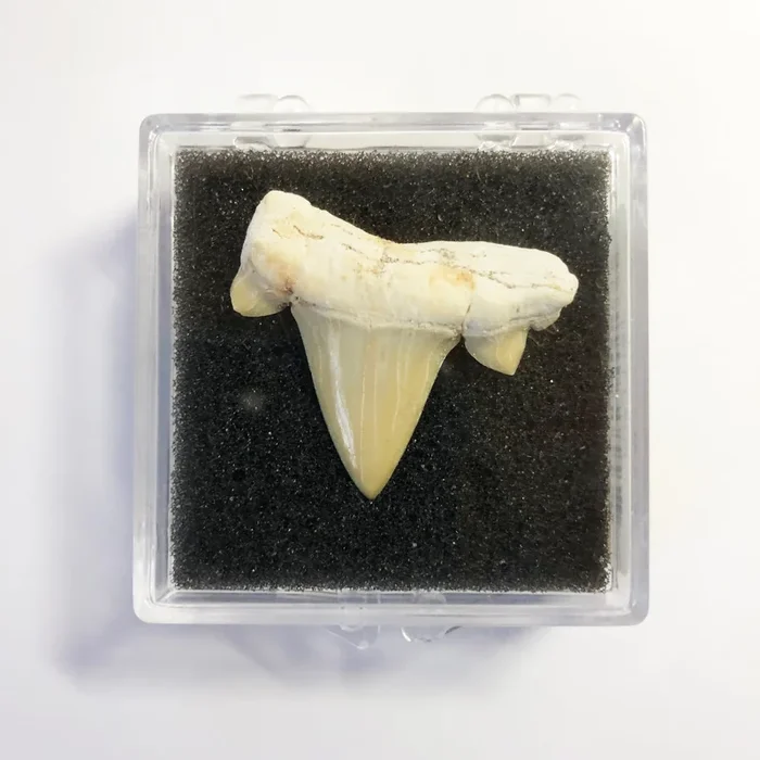 Shark Tooth Cretolamna