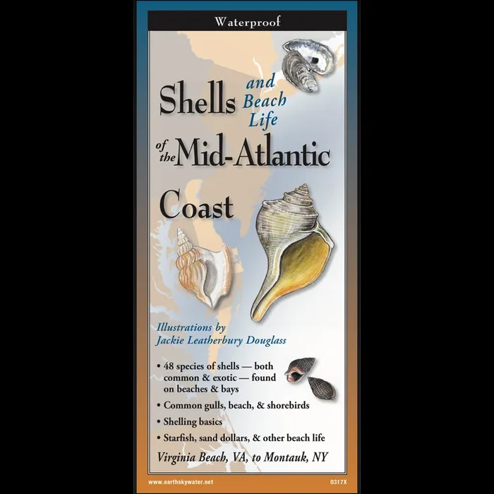 Shells and Beach Life of the Mid-Atlantic Coast